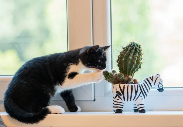 Meraklı kedi ve kaktüs pencere eşiğinde