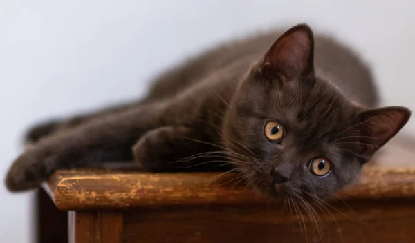 Bonito Chocolate Britânico Shorthair Gatinho Foco Suave Seletivo — Fotografia de Stock