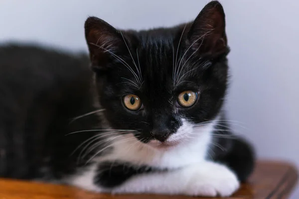 Bicolor Británico Taquigrafía Gatito Lindo Patas Gato Blanco Negro — Foto de Stock