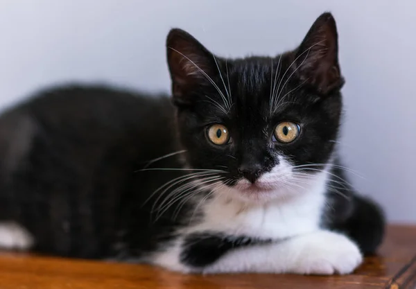 Bicolor Británico Taquigrafía Gatito Lindo Patas Gato Blanco Negro — Foto de Stock