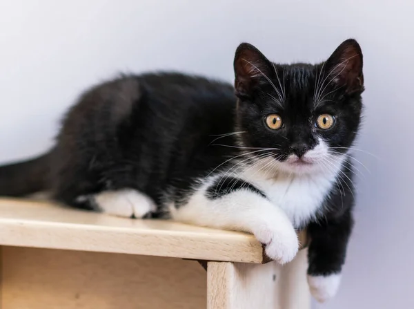 Bicolor Británico Taquigrafía Gatito Lindo Patas Gato Blanco Negro — Foto de Stock