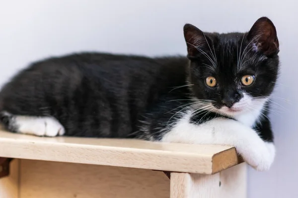 Bicolor Británico Taquigrafía Gatito Lindo Patas Gato Blanco Negro — Foto de Stock