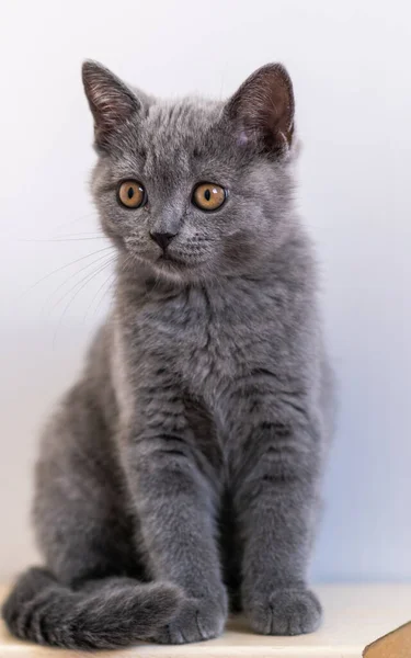 Portrait Cute Blue British Short Hair Kitten Selective Focus — Stock Photo, Image