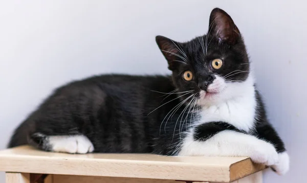 Bicolor Británico Taquigrafía Gatito Lindo Patas Gato Blanco Negro — Foto de Stock