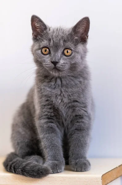 Retrato Bonito Azul Britânico Cabelo Curto Gatinho Foco Seletivo — Fotografia de Stock