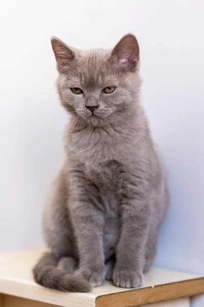 Portrait of cute lilac british short hair kitten with blue eyes. Selective  focus.