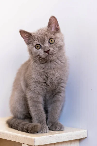 Retrato Bonito Lilás Britânico Gatinho Cabelo Curto Com Olhos Azuis — Fotografia de Stock