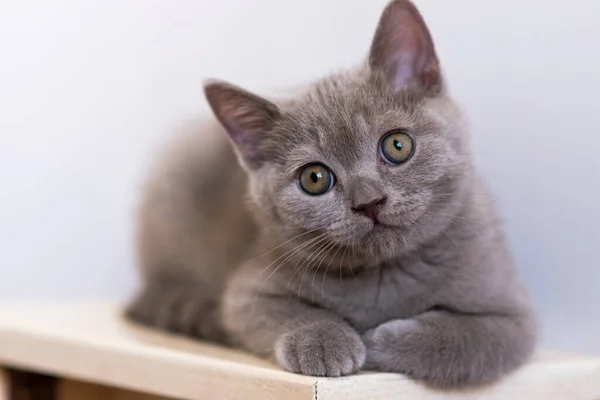 Portrait Cute Lilac British Short Hair Kitten Blue Eyes Selective — Stock Photo, Image