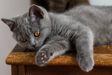 Şirin mavi İngiliz kısa saçlı kedi yavrusu portresi. Seçici odaklanma. Hayvani duygular.