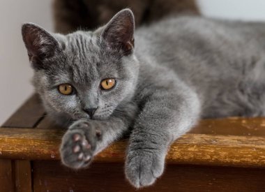 Şirin mavi İngiliz kısa saçlı kedi yavrusu portresi. Seçici odaklanma. Hayvani duygular.