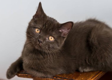 Şirin çikolatalı İngiliz kısa hava kedisi Seçici yumuşak odak