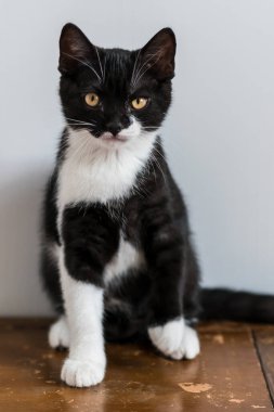 İki renkli İngiliz kısa bacaklı kedi yavrusu, şirin pençeler. Siyah beyaz kedi. Komik duygular. Seçici odak.