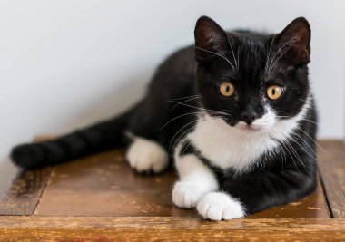 İki renkli İngiliz kısa bacaklı kedi yavrusu, şirin pençeler. Siyah beyaz kedi. Komik duygular. Seçici odak.