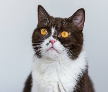 Şirin iki renkli İngiliz kısa saçlı kedinin portresi. Seçici yumuşak odak noktası. çikolata ve beyaz kedi