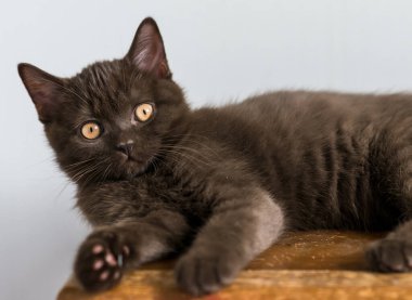 Şirin çikolatalı İngiliz kısa hava kedisi Seçici yumuşak odak