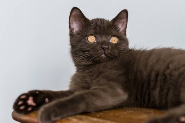 Şirin çikolatalı İngiliz kısa hava kedisi Seçici yumuşak odak