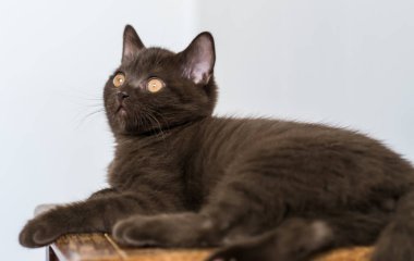 Şirin çikolatalı İngiliz kısa hava kedisi Seçici yumuşak odak