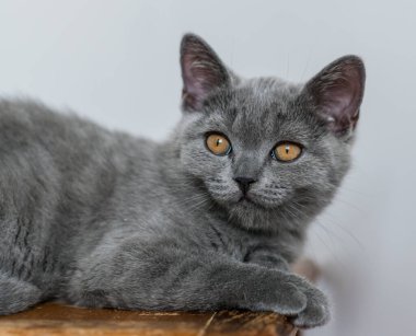 Şirin mavi İngiliz kısa saçlı kedi yavrusu portresi. Seçici odaklanma. Hayvani duygular.