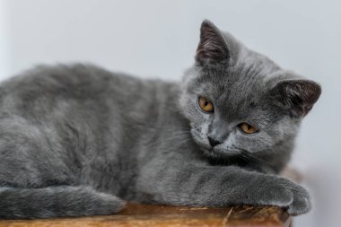 Şirin mavi İngiliz kısa saçlı kedi yavrusu portresi. Seçici odaklanma. Hayvani duygular.