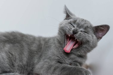 Şirin mavi İngiliz kısa saçlı kedi yavrusu portresi. Seçici odaklanma. Hayvani duygular.