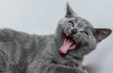 Şirin mavi İngiliz kısa saçlı kedi yavrusu portresi. Seçici odaklanma. Hayvani duygular.