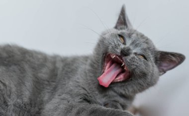 Şirin mavi İngiliz kısa saçlı kedi yavrusu portresi. Seçici odaklanma. Hayvani duygular.