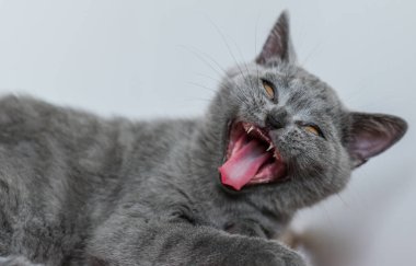 Şirin mavi İngiliz kısa saçlı kedi yavrusu portresi. Seçici odaklanma. Hayvani duygular.