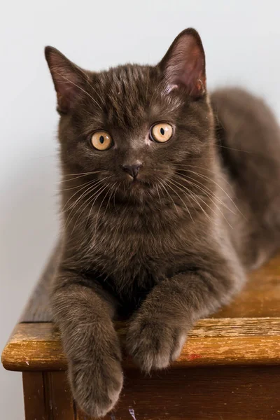 Mignon Chocolat Britannique Chaton Shorthair Focus Doux Sélectif — Photo