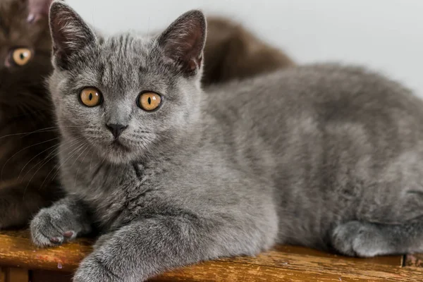 可爱的蓝色英国短发猫咪的肖像 有选择的重点 动物情感 — 图库照片