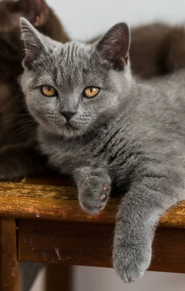 Portret Van Schattige Blauwe Britse Korte Haar Kitten Selectieve Focus — Stockfoto