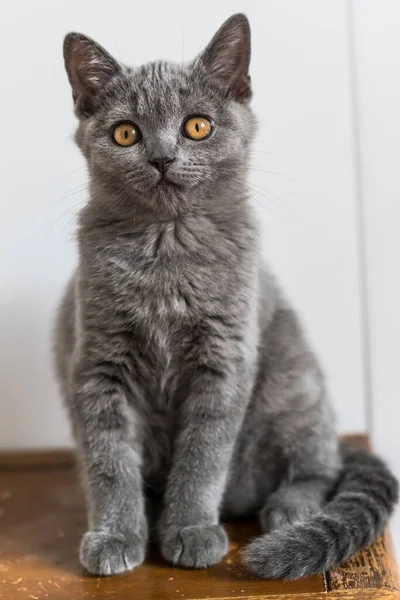 Portrait Des Süßen Blauen Britischen Kurzhaarkätzchens Selektiver Fokus Tierische Gefühle — Stockfoto