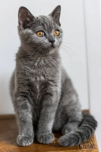 Retrato Bonito Azul Britânico Cabelo Curto Gatinho Foco Seletivo Emoções — Fotografia de Stock