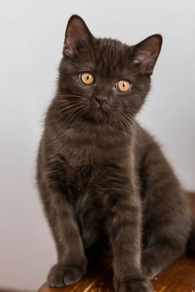 Cute Chocolate British Shorthair Kitten Selective Soft Focus — Stock Photo, Image