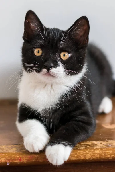 Bicolor Britânico Gatinho Shorthair Patas Bonitos Gato Preto Branco Emoções — Fotografia de Stock