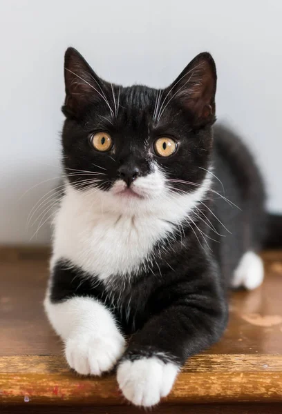 Bicolor Británico Taquigrafía Gatito Lindo Patas Gato Blanco Negro Emociones — Foto de Stock