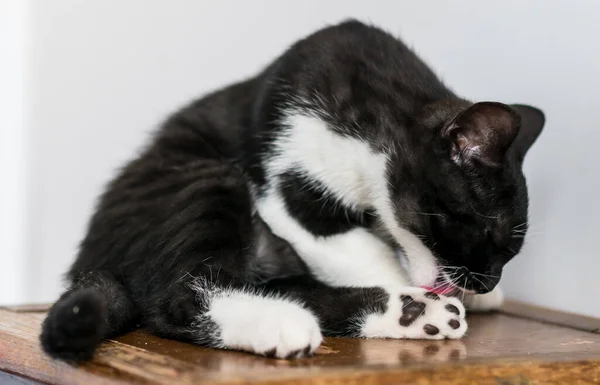 Dvojbarevné Britské Krátkosrsté Kotě Roztomilé Tlapky Černá Bílá Kočka Legrační — Stock fotografie