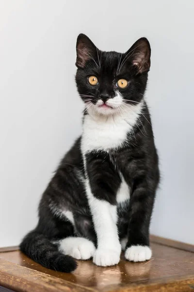 Bicolor Británico Taquigrafía Gatito Lindo Patas Gato Blanco Negro Emociones —  Fotos de Stock