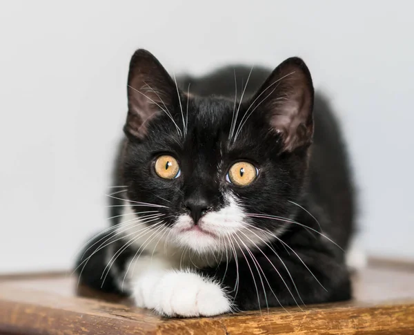 Двоколірне Короткохвосте Кошеня Милі Лапи Чорно Білий Кіт Смішні Емоції — стокове фото