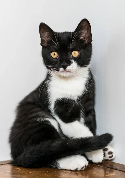Bicolor Británico Taquigrafía Gatito Lindo Patas Gato Blanco Negro Emociones — Foto de Stock