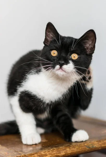Двухцветный Британский Коротышка Котенок Милые Лапки Черно Белая Кошка Смешные — стоковое фото