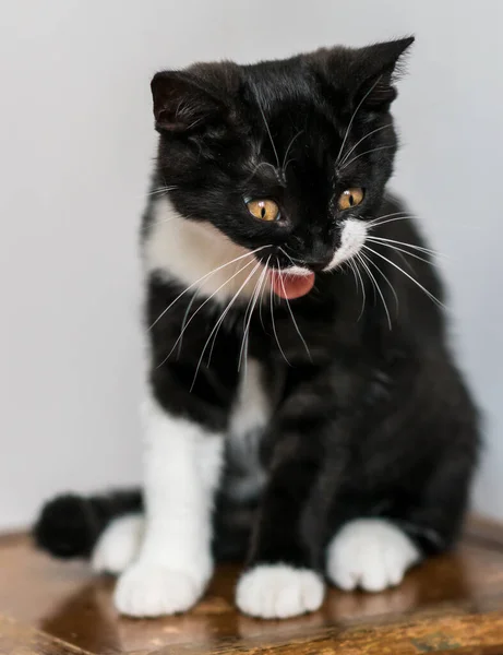 Bicolor Británico Taquigrafía Gatito Lindo Patas Gato Blanco Negro Emociones —  Fotos de Stock