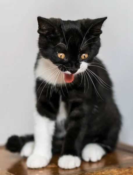 Bicolor Británico Taquigrafía Gatito Lindo Patas Gato Blanco Negro Emociones — Foto de Stock