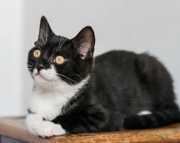 Bicolor Británico Taquigrafía Gatito Lindo Patas Gato Blanco Negro Emociones — Foto de Stock