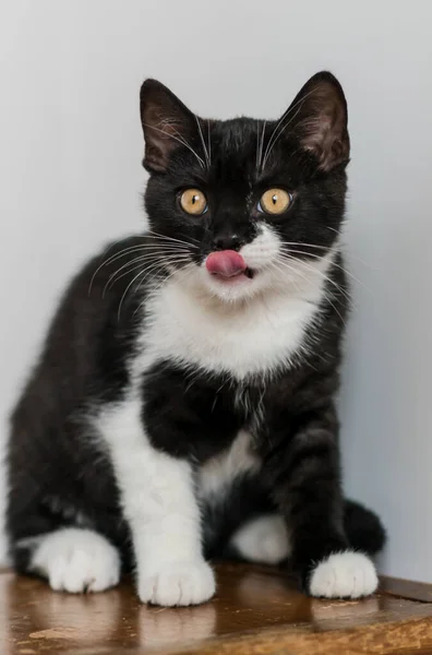 Bicolor Britânico Gatinho Shorthair Patas Bonitos Gato Preto Branco Emoções — Fotografia de Stock