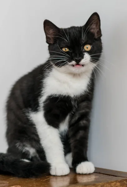 Bicolor Británico Taquigrafía Gatito Lindo Patas Gato Blanco Negro Emociones — Foto de Stock