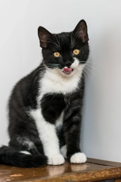 Bicolor Británico Taquigrafía Gatito Lindo Patas Gato Blanco Negro Emociones —  Fotos de Stock