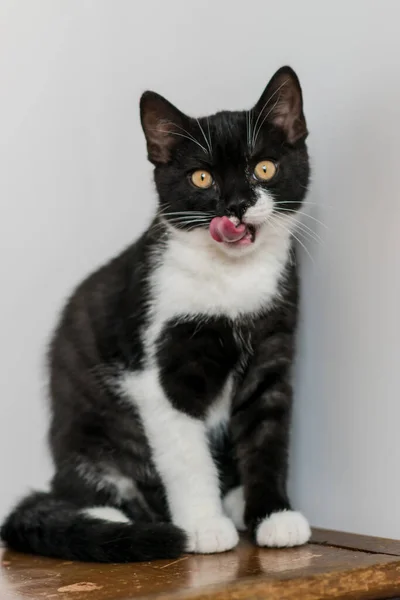 Kaksivärinen Brittiläinen Oikosulkukissanpentu Söpöt Tassut Musta Valkoinen Kissa Hassuja Tunteita — kuvapankkivalokuva