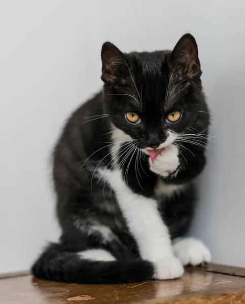 Bicolor Británico Taquigrafía Gatito Lindo Patas Gato Blanco Negro Emociones — Foto de Stock