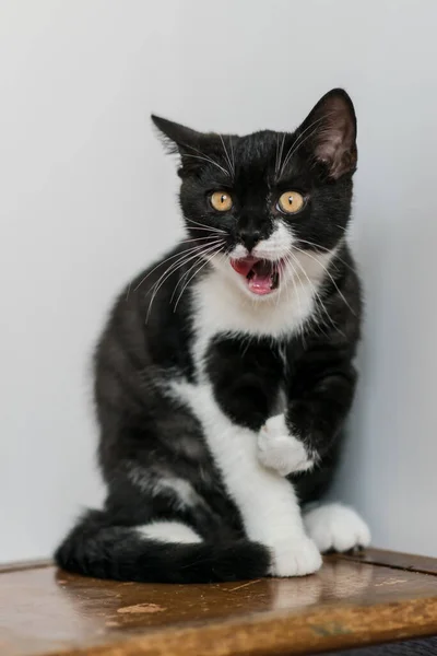 Bicolor Británico Taquigrafía Gatito Lindo Patas Gato Blanco Negro Emociones —  Fotos de Stock