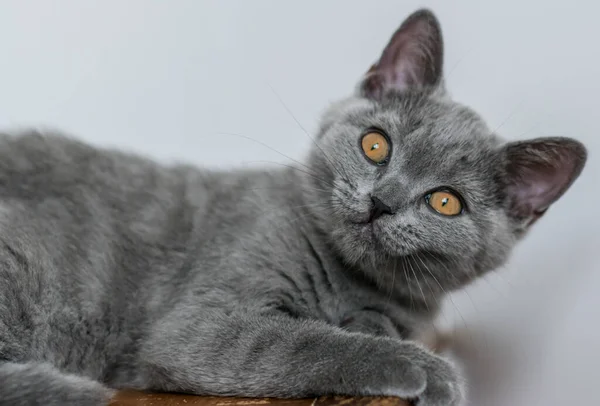 Retrato Bonito Azul Britânico Cabelo Curto Gatinho Foco Seletivo Emoções — Fotografia de Stock